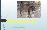 Iberian linx