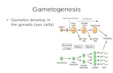 Gametogenesis- Powerpoint