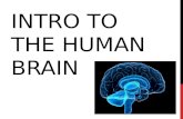 Intro to the brain (gen psych)