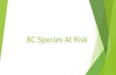 Bc species at risk