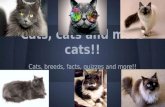 Cats, cats and more cats!! By Anna