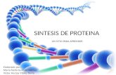 Sintesis de proteina