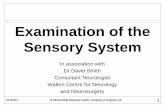 Sensory Examination