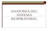 Anatomia y Embriologia del Sistema Respiratorio
