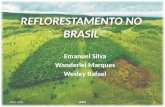Reflorestamento no brasil