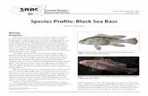 SRAC Publication No. 7207 – Species Profile- Black Sea Bass