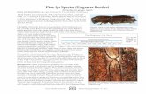 Pine Ips Species (Engraver Beetles)