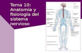 Tema 10: Anatomía y fisiología del sistema nervioso - MClibre
