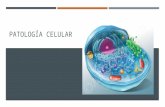 Patologia - Daño celular