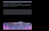 Nlezy fosiln­ch savc¯ II. Tucho™ice na Lounsku: doklady ¾ivota v