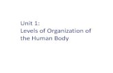 Levels of organization of human body