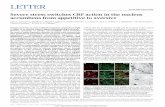 Severe stress switches CRF action in the nucleus accumbens from ...