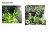 Artemisia dracunculus    web show