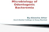 Microbiology of odontogenic bacteremia