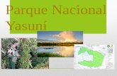 Parque nacional yasuní. guzman