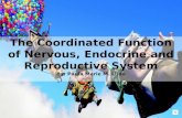 The Coordinated Function of Nervous System