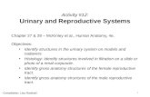 Activity 12-urinary-reproductive