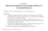 Activity 7 - Brain & Cranial Nerves