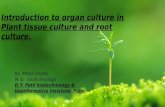 Introduction to organ culture in plant tissue culture and root culture