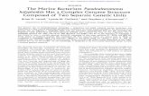 The Marine Bacterium Pseudoalterornonas Composed of Two ...