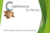 Cryptococus en perros