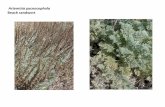 Artemisia pycnocephala   web show