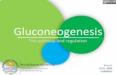 Gluconeogenesis - The Pathway and Regulation
