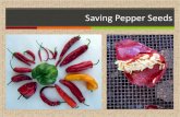 PowerPoint Presentation - Saving Pepper Seeds