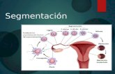 Segmentacion embriologia