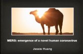 MERS: emergence of a novel human coronavirus