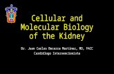 Cellular and molecular biology of the kidney