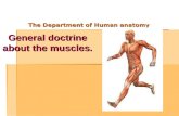 Anatomy 3-Doctrine-about-muscles