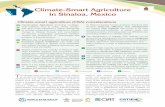 Climate-Smart Agriculture in Sinaloa, Mexico