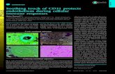 Soothing touch of CD31 protects endothelium during cellular ...