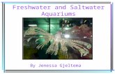 Fresh and Salt Water Aquariums
