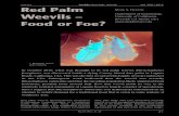 Red Palm Weevils – Food or Foe?