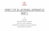 Eye, orbit, lacrimal apparatus