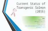 Current status of transgenic salmon 2016