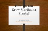 How Do You Grow Marijuana Plants?