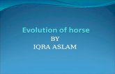 Evolution of hourse ppt iqra