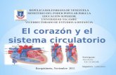 Corazon y sistema circulatorio