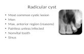 Cysts of jaws pathogenesis