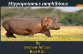 Hippoptamus amphibius
