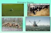 Primary Sector - Introduction