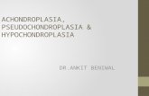 Achondroplasia, pseudochondroplasia & hypochondroplasia
