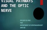 Visual pathways and optic nerve.