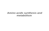 Chapter 19 : amino acid synthesis and metabolism