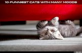 10 Funniest Cats with Many Moods