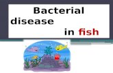 bacterial disease of fishes