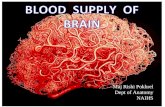 Blood supply of brain